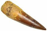 Fossil Spinosaurus Tooth - Real Dinosaur Tooth #366474-1